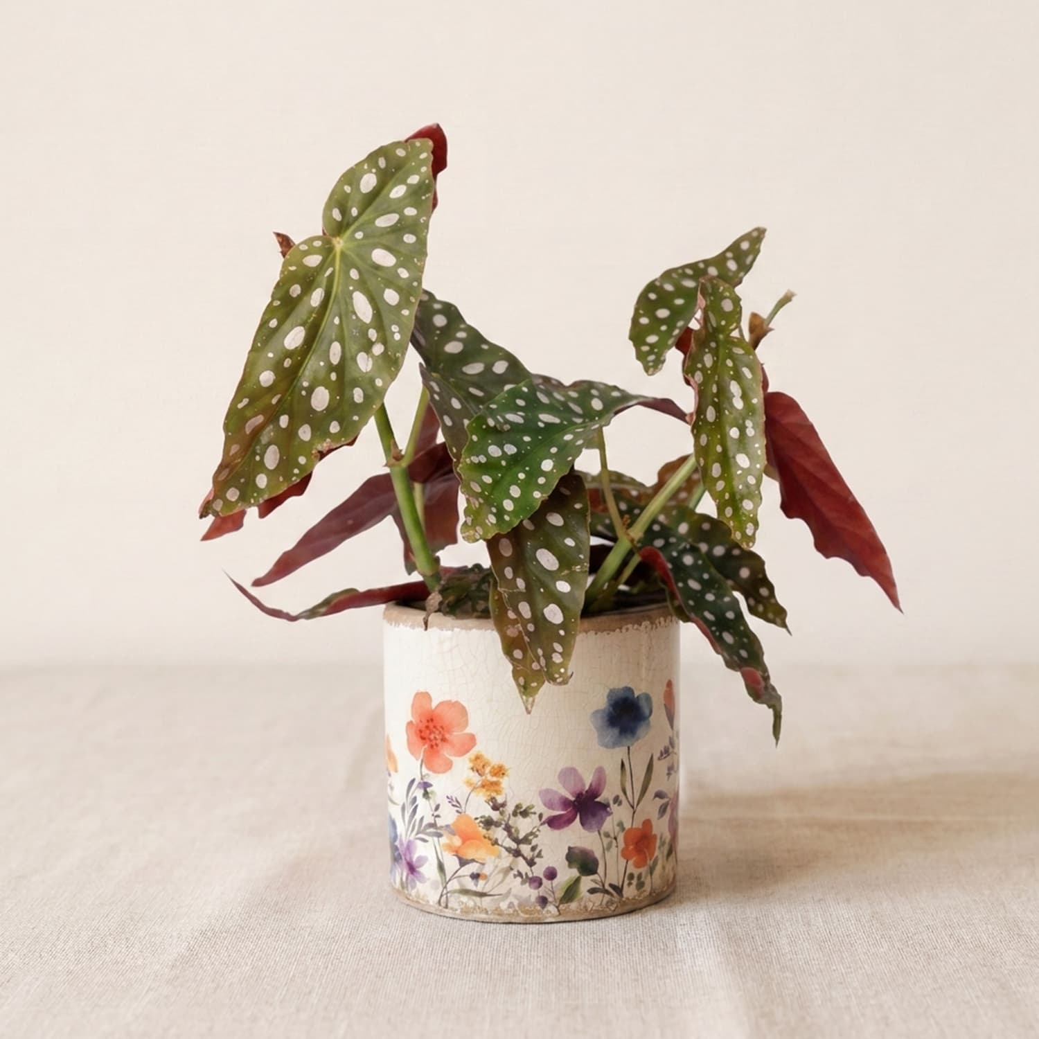 Planta de interior Begonia Maculata con hojas de lunares en un salón luminoso de Madrid.