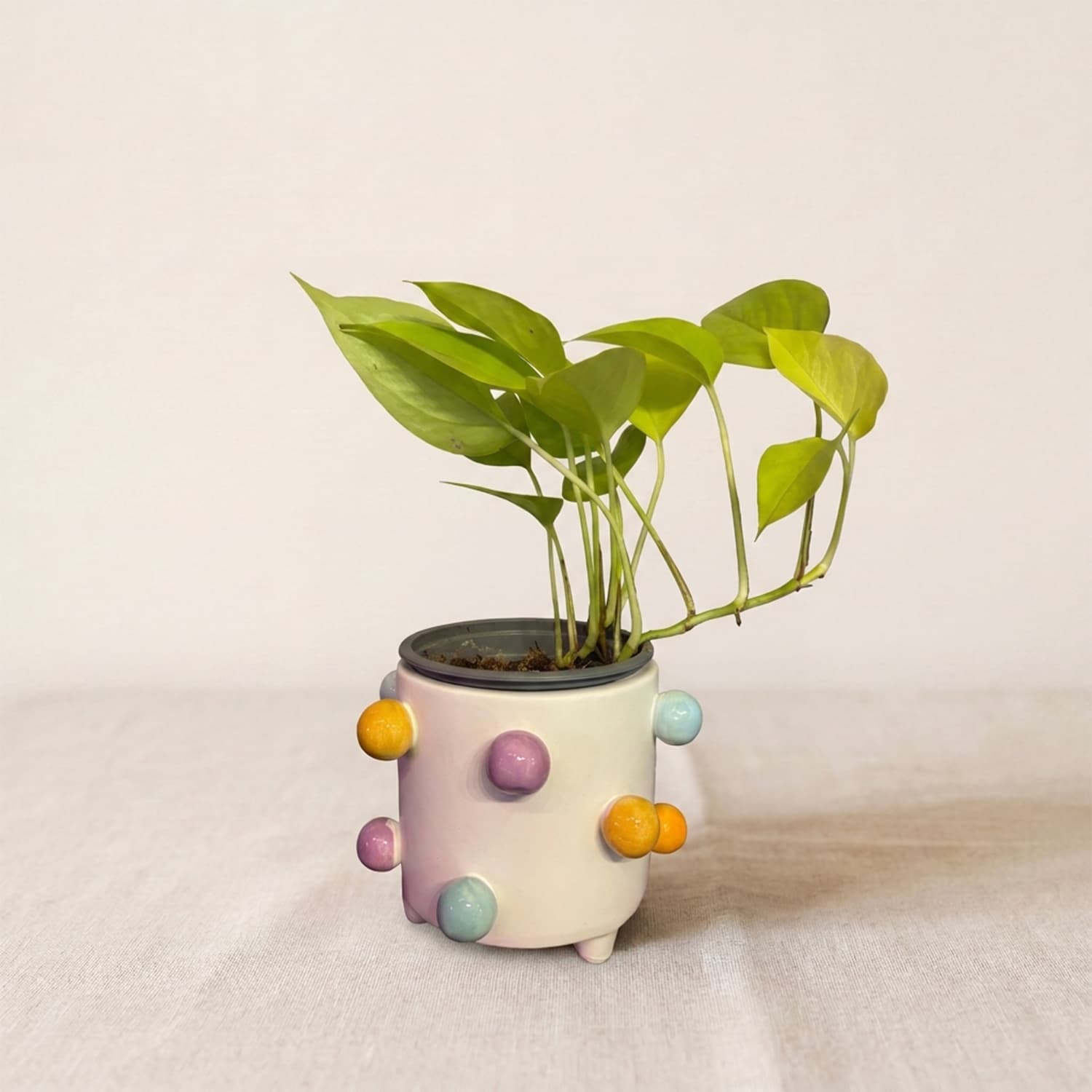 Maceta de cerámica blanca Color Dots con relieves esféricos de colores pastel amarillos, lilas y celestes sobre fondo claro.